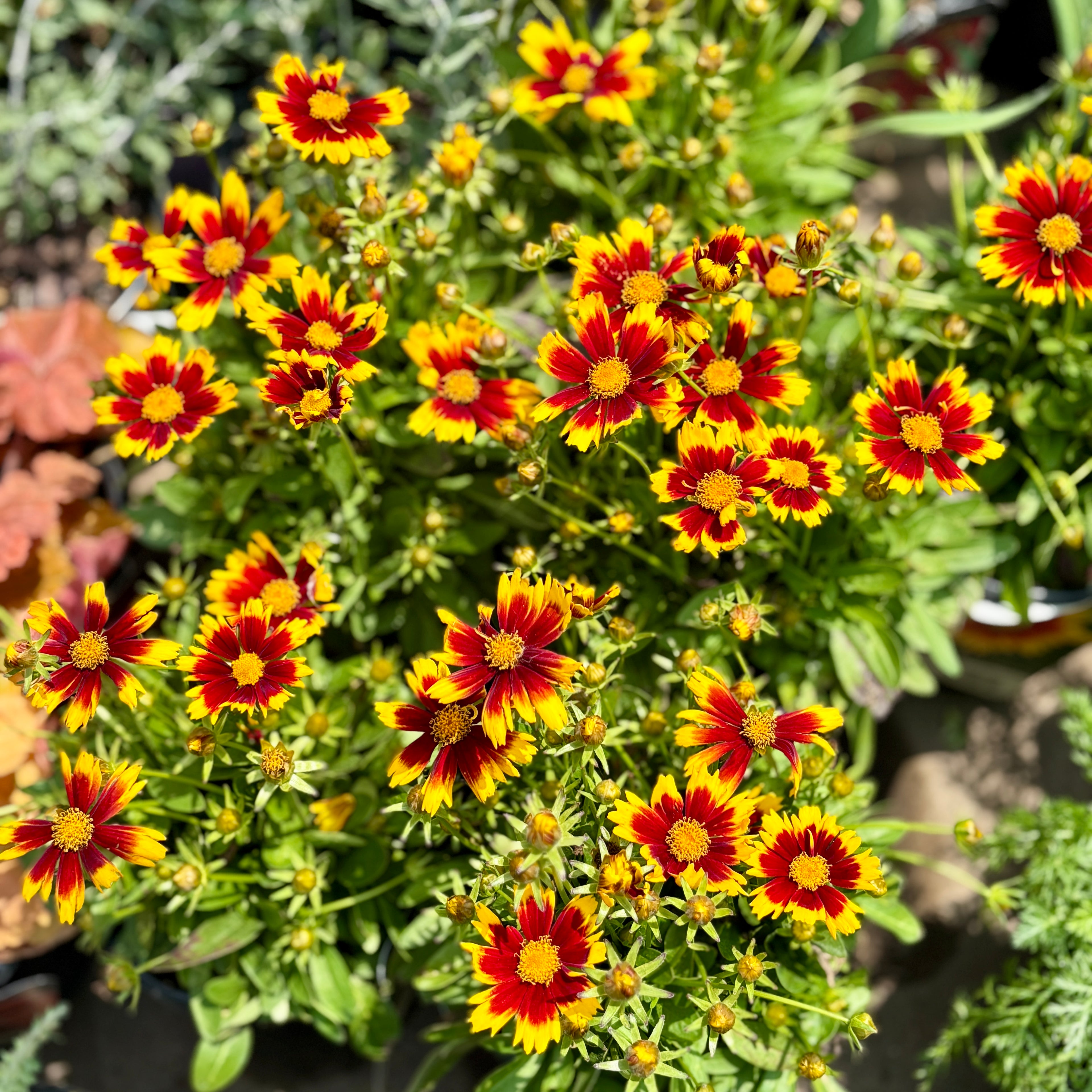 Coreopsis Uptick Yellow & Red #1 Gal.