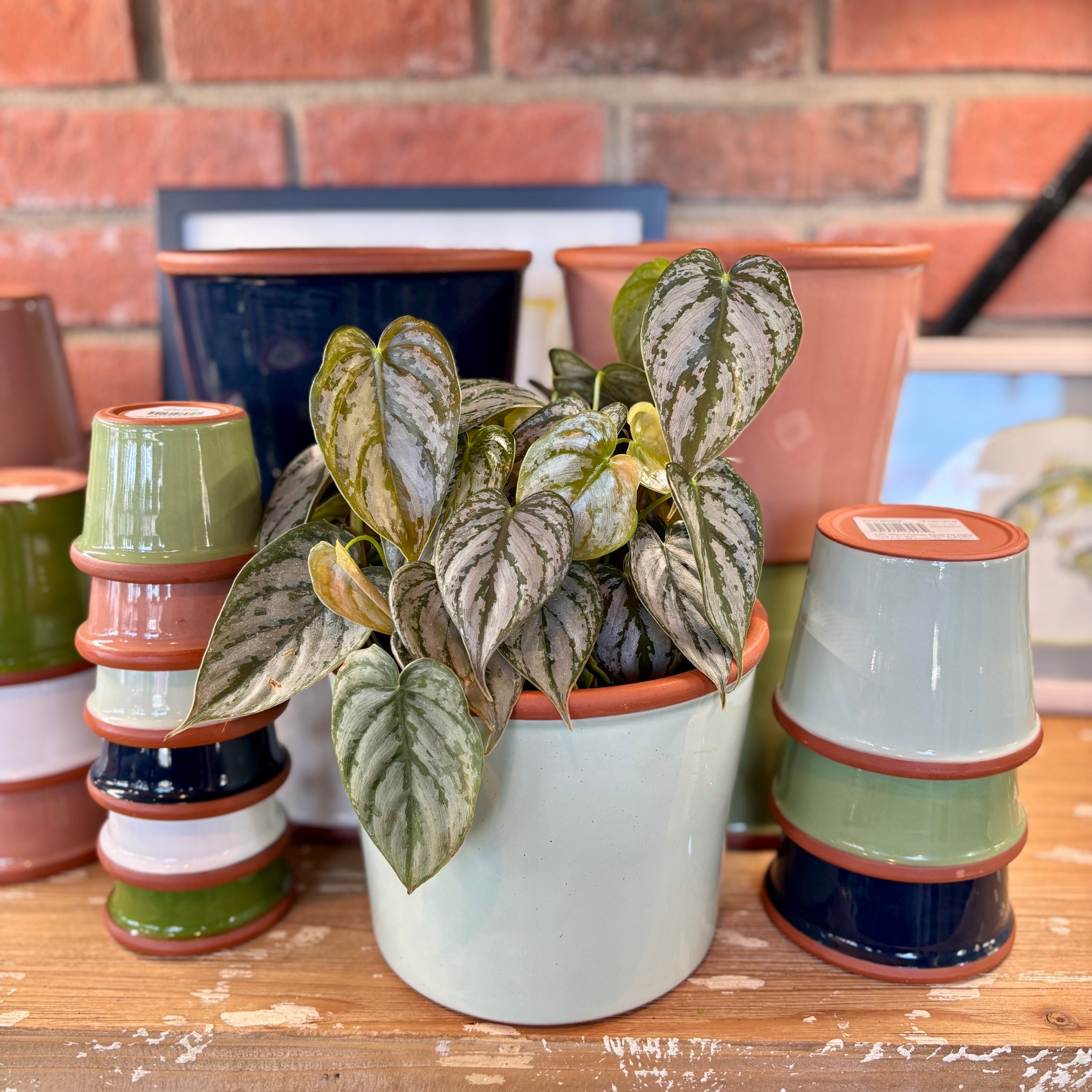 7.7" Zephyr Cylinder Glazed Terracotta Pot