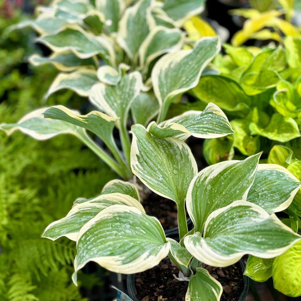 Hosta Regal Splendor #1Gallon
