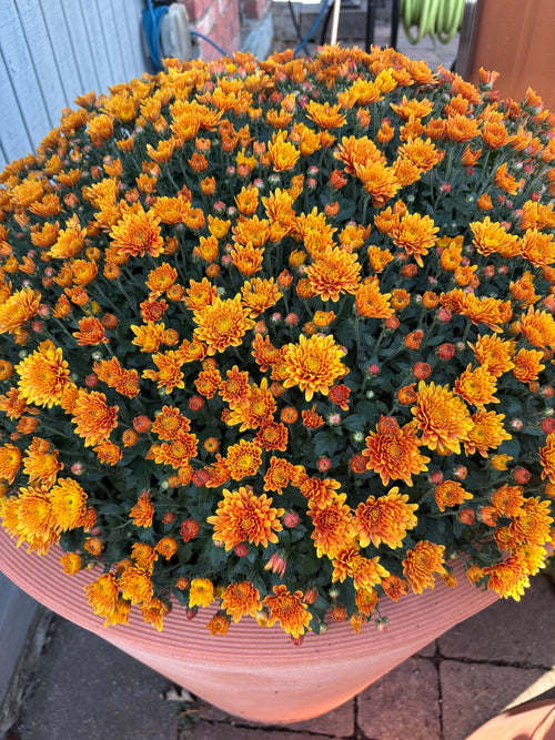 12" Bronze/Orange Mum Patio Pot
