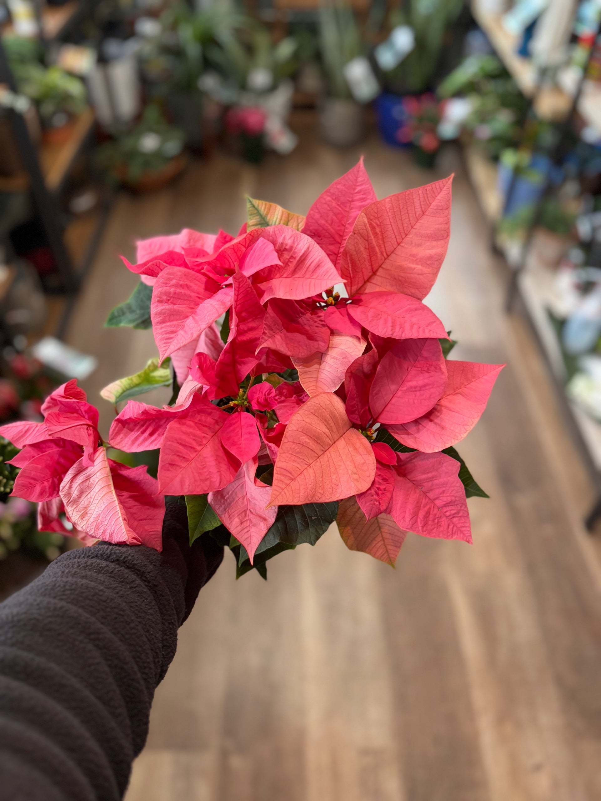 Poinsettia - 6.5" Fancy Red