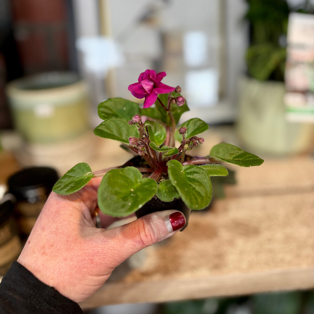 African Violet - 2"