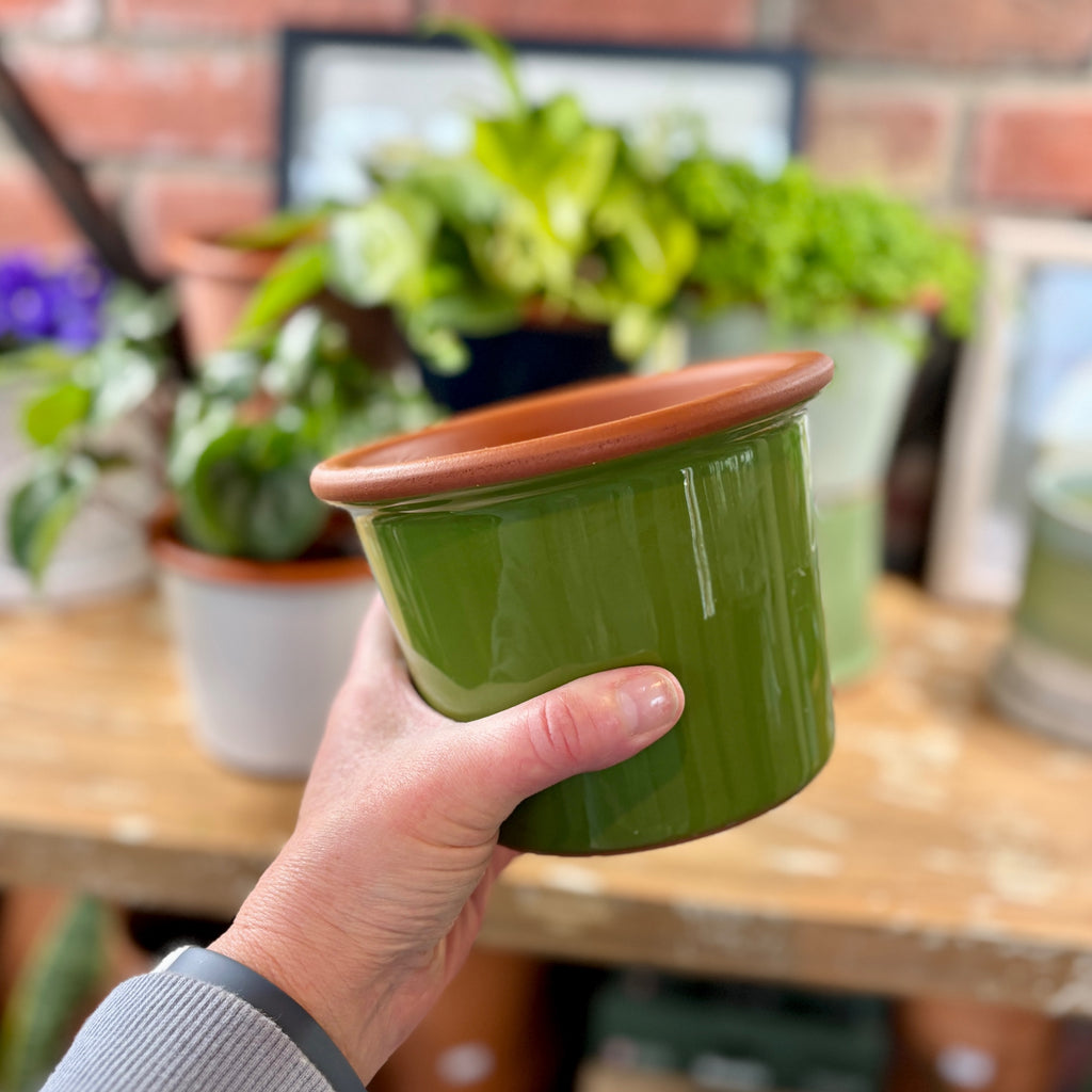 5.5" Apple Green Cylinder Glazed Terracotta Pot
