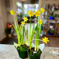 4.5" Hyacinth & Daffodil Indoor Blooming Garden