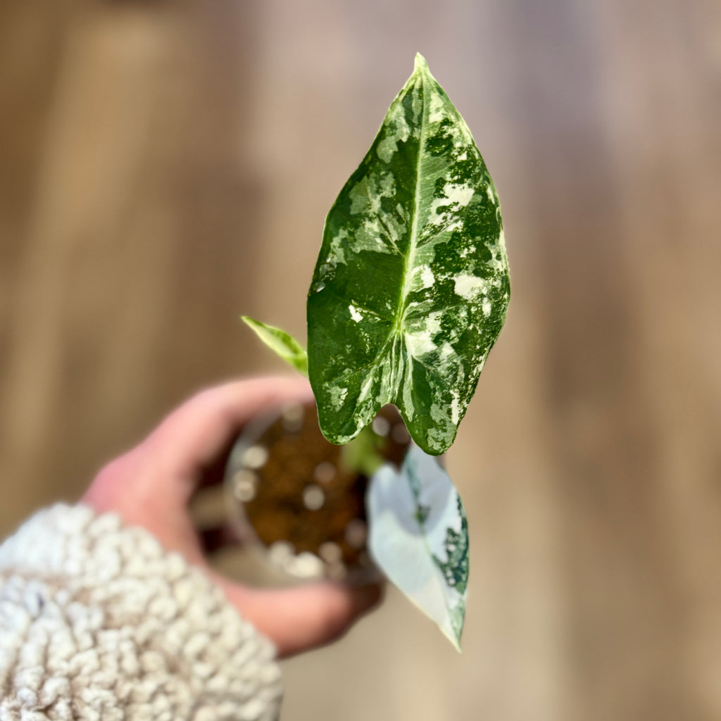 Alocasia 'Fredryk Albo Variegated' 3" Pot