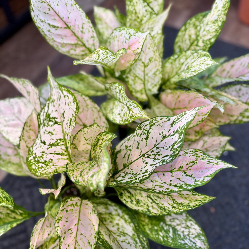 Aglaonema 'Etta Rose'