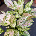 Aglaonema 'Etta Rose'