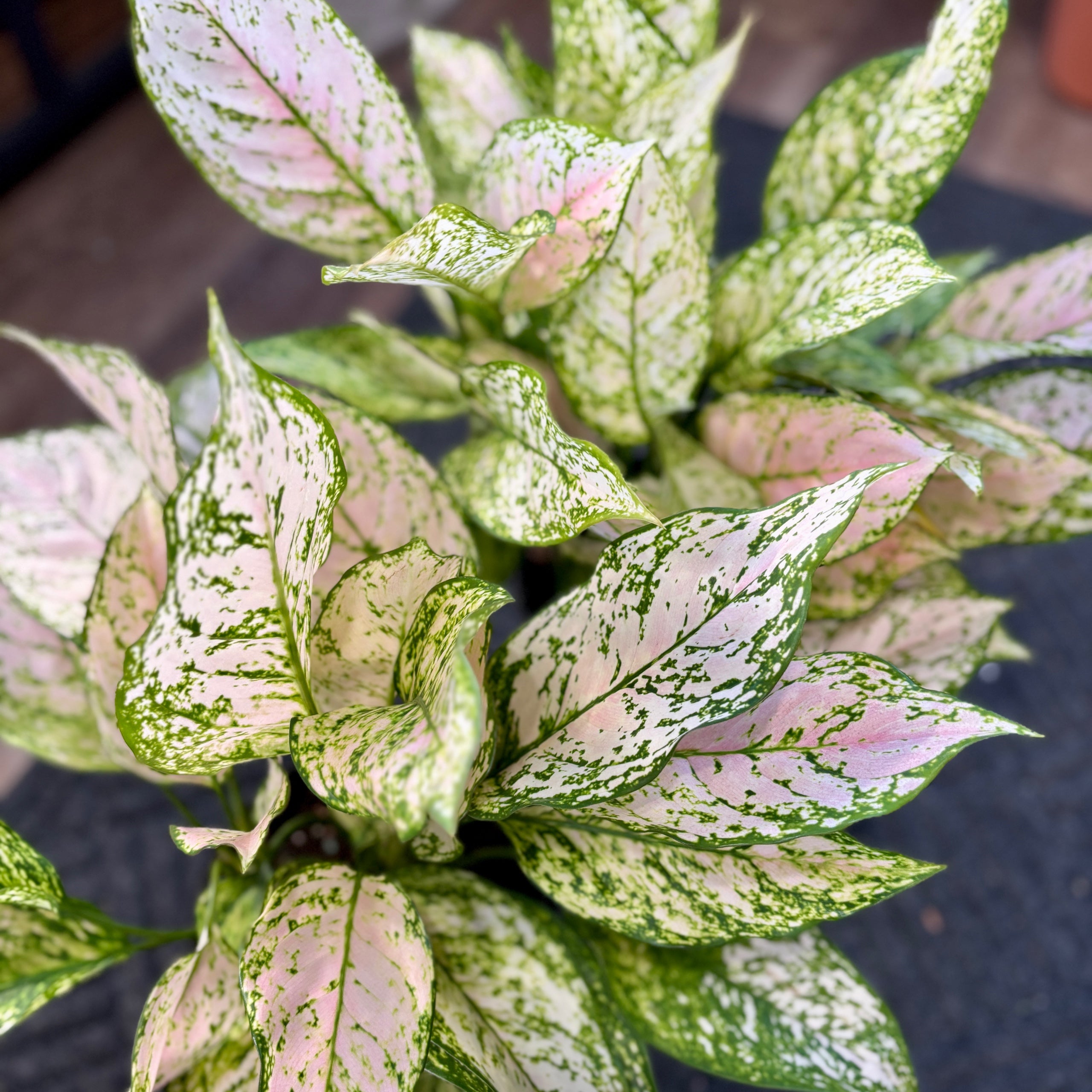 Aglaonema 'Etta Rose'