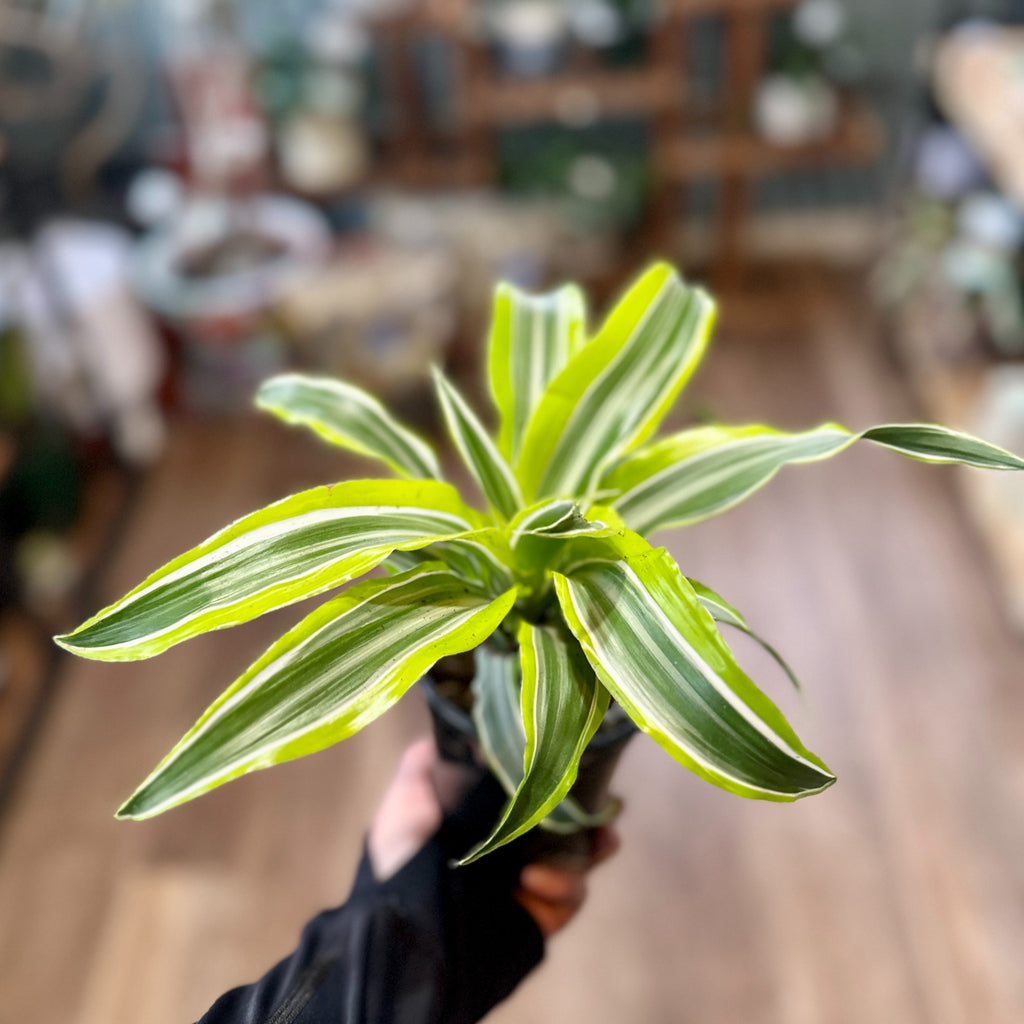 Dracaena Lemon Swirl 4"
