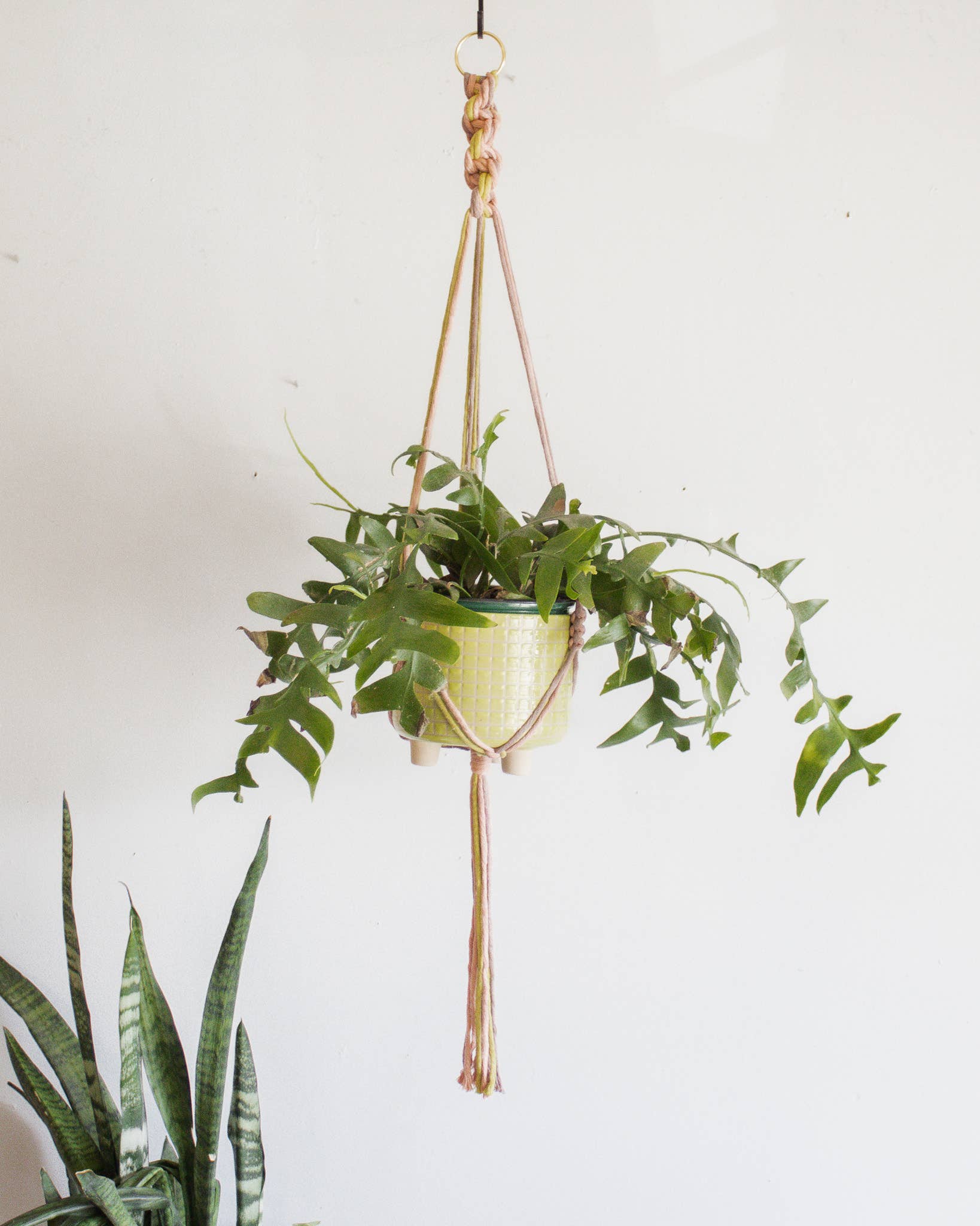 Chunky Twist Plant Hanger - Multicolor: Cactus
