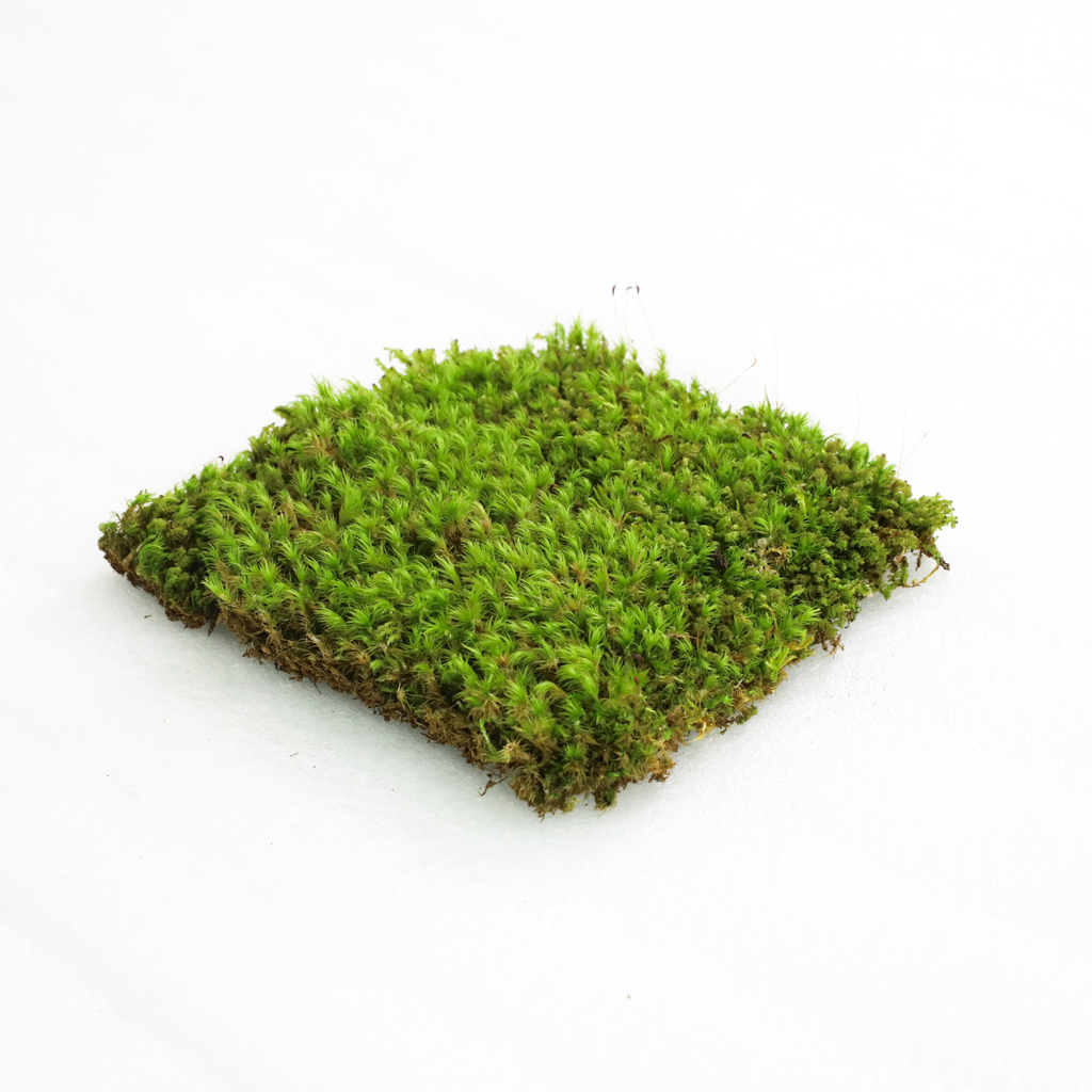Live Mood Moss – Dormant 6X6" Squares, Hand-Harvested: Dicranum Scoparium