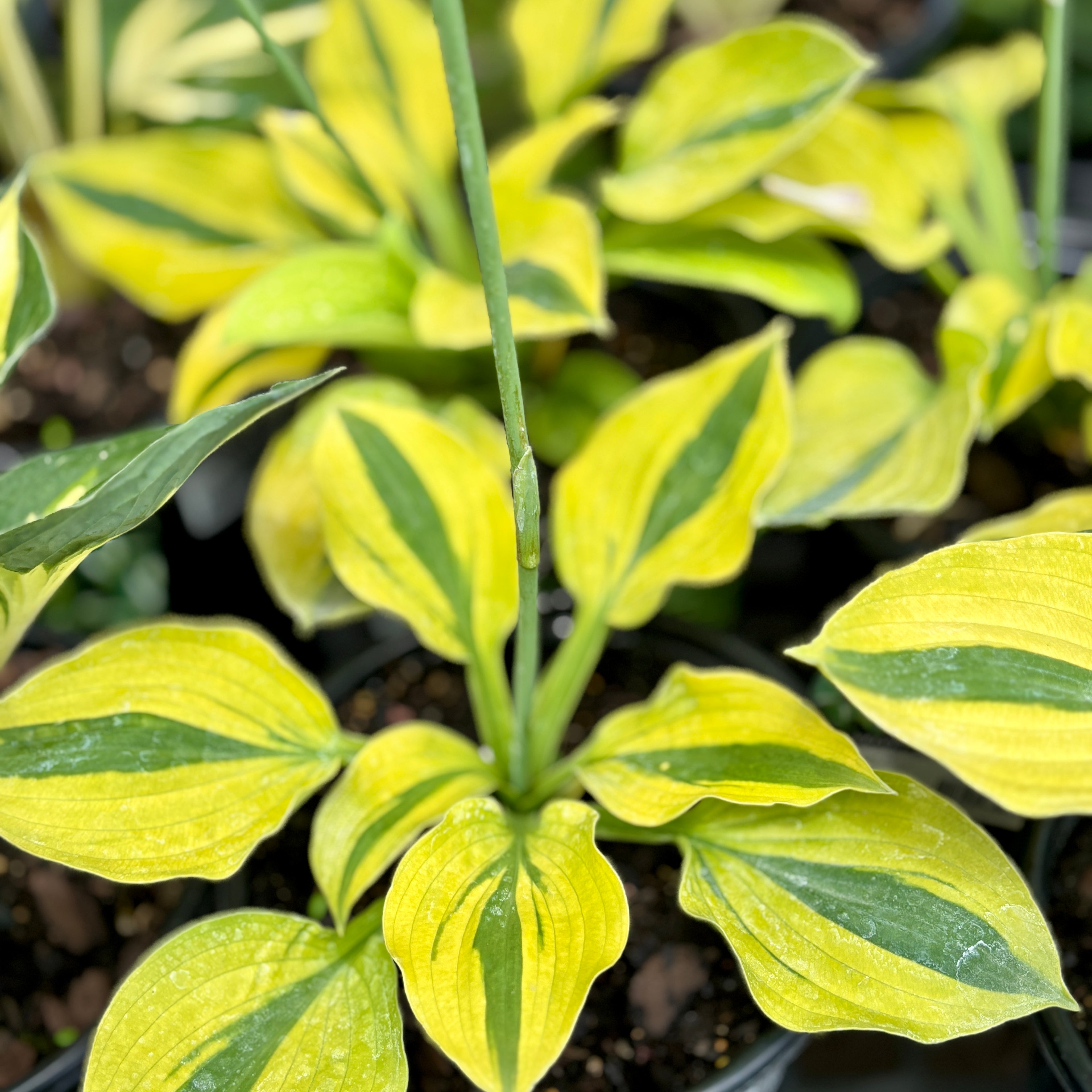 Hosta Velvet Moon #1 Gallon