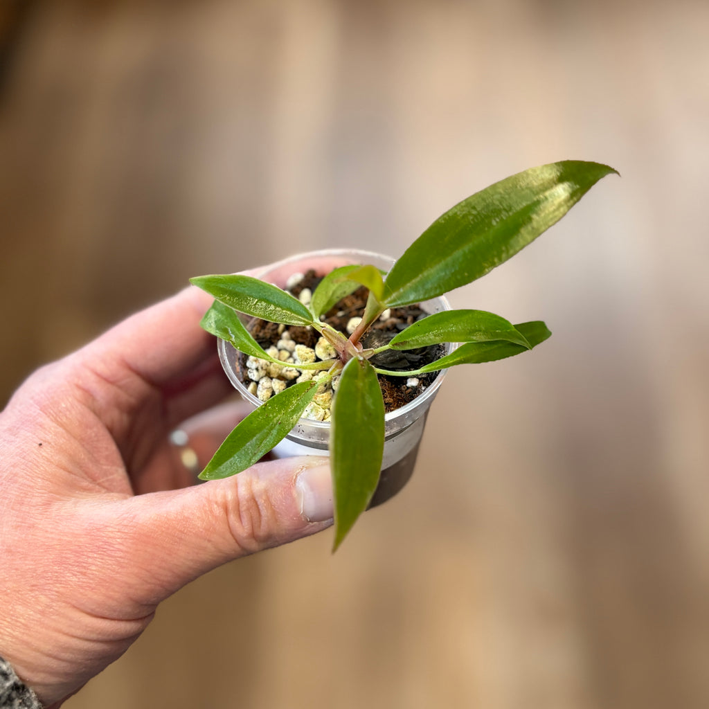Philodendron 'Pluto' 2" Pot