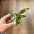 Philodendron 'Pluto' 2" Pot