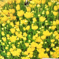 5.5" Dendranthema Igloo Brilliant Yellow Mum