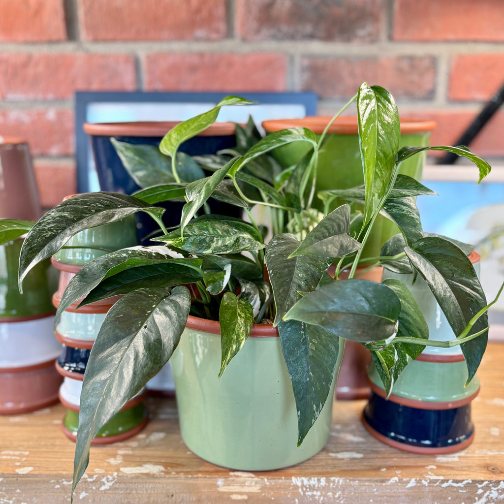 7.7" Sage Cylinder Glazed Terracotta Pot