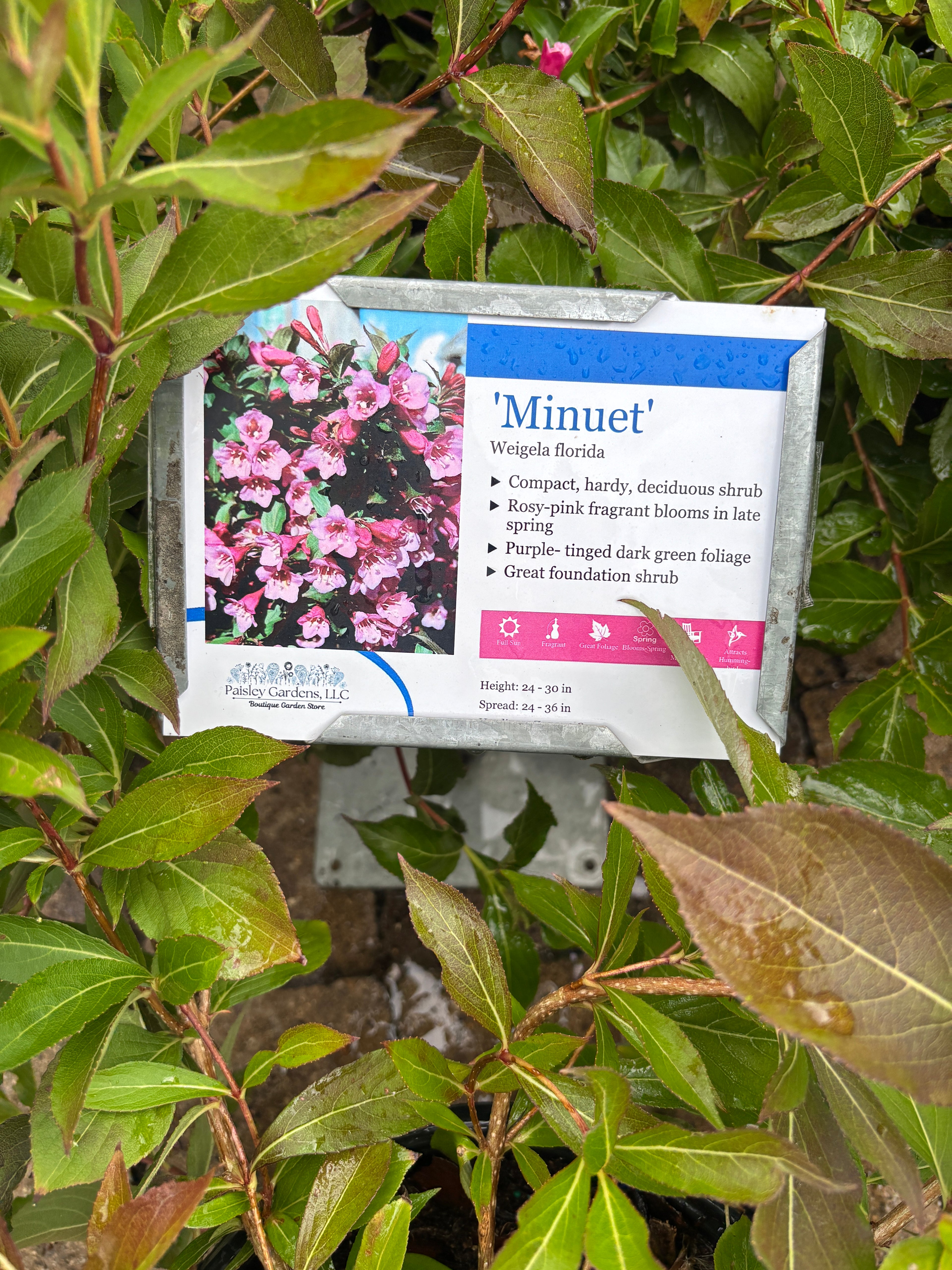 Weigela 'Minuet' #2