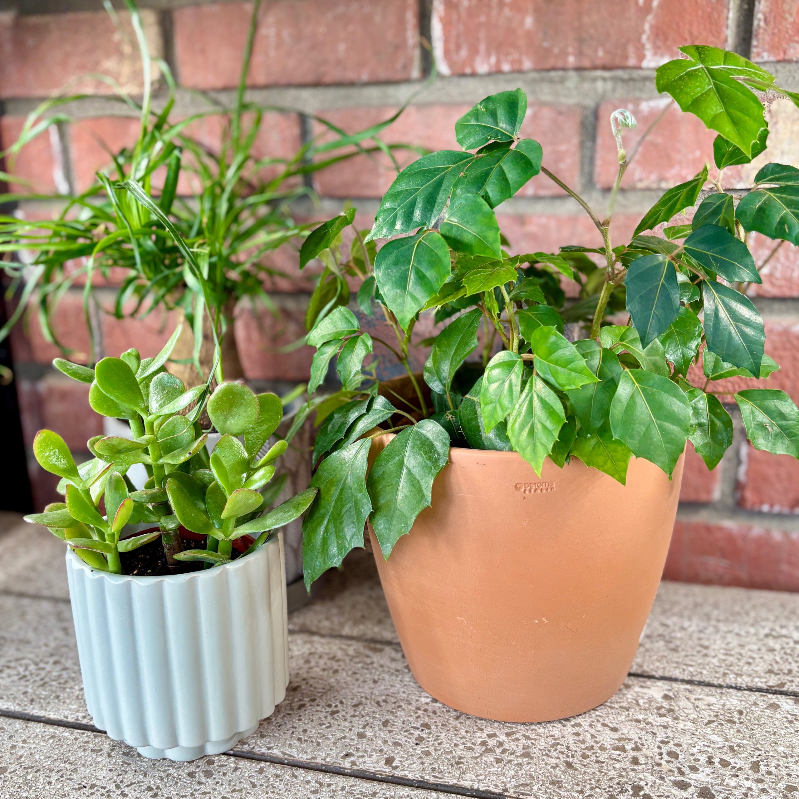 7.5" Blush Terracotta Egg Pot