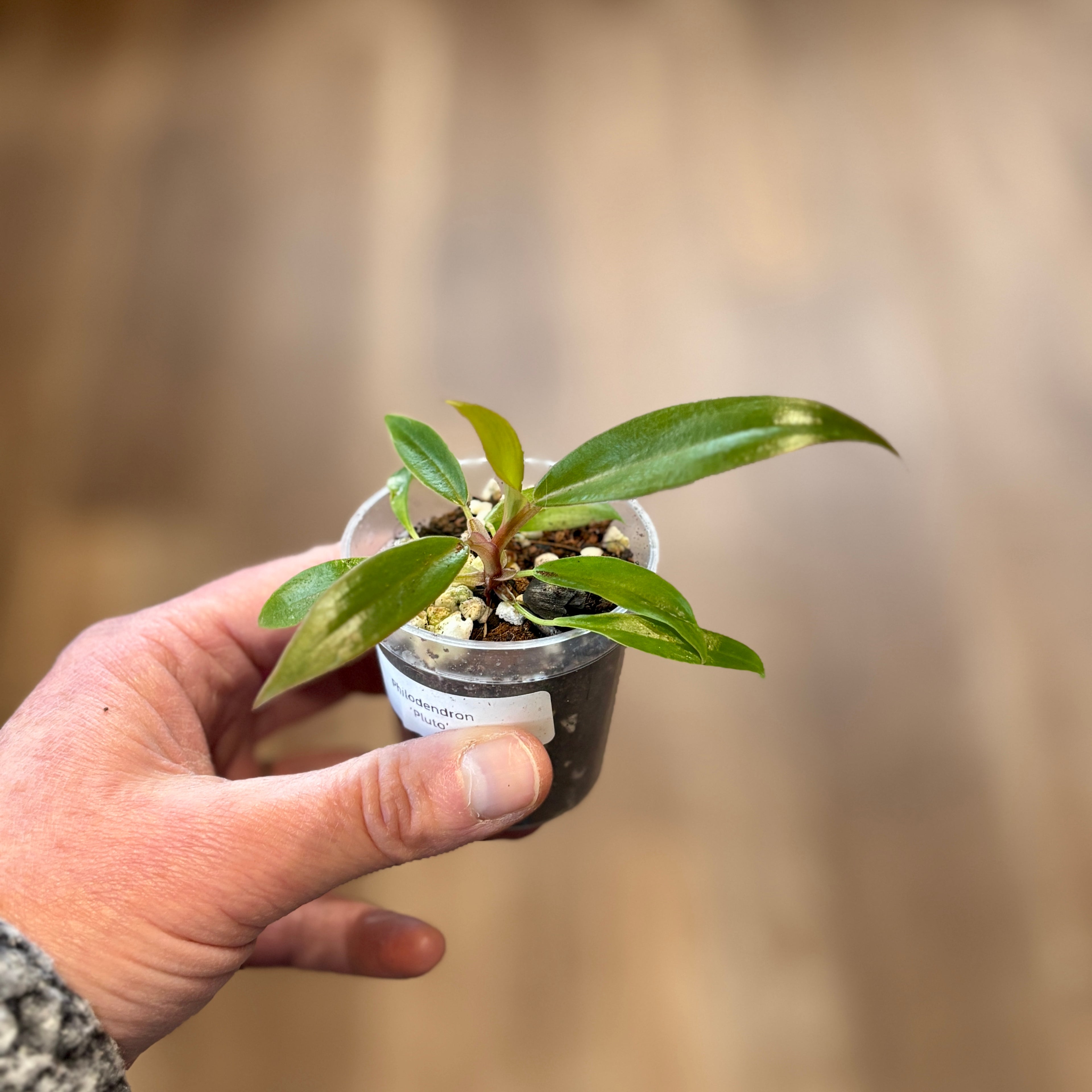 Philodendron 'Pluto' 2" Pot