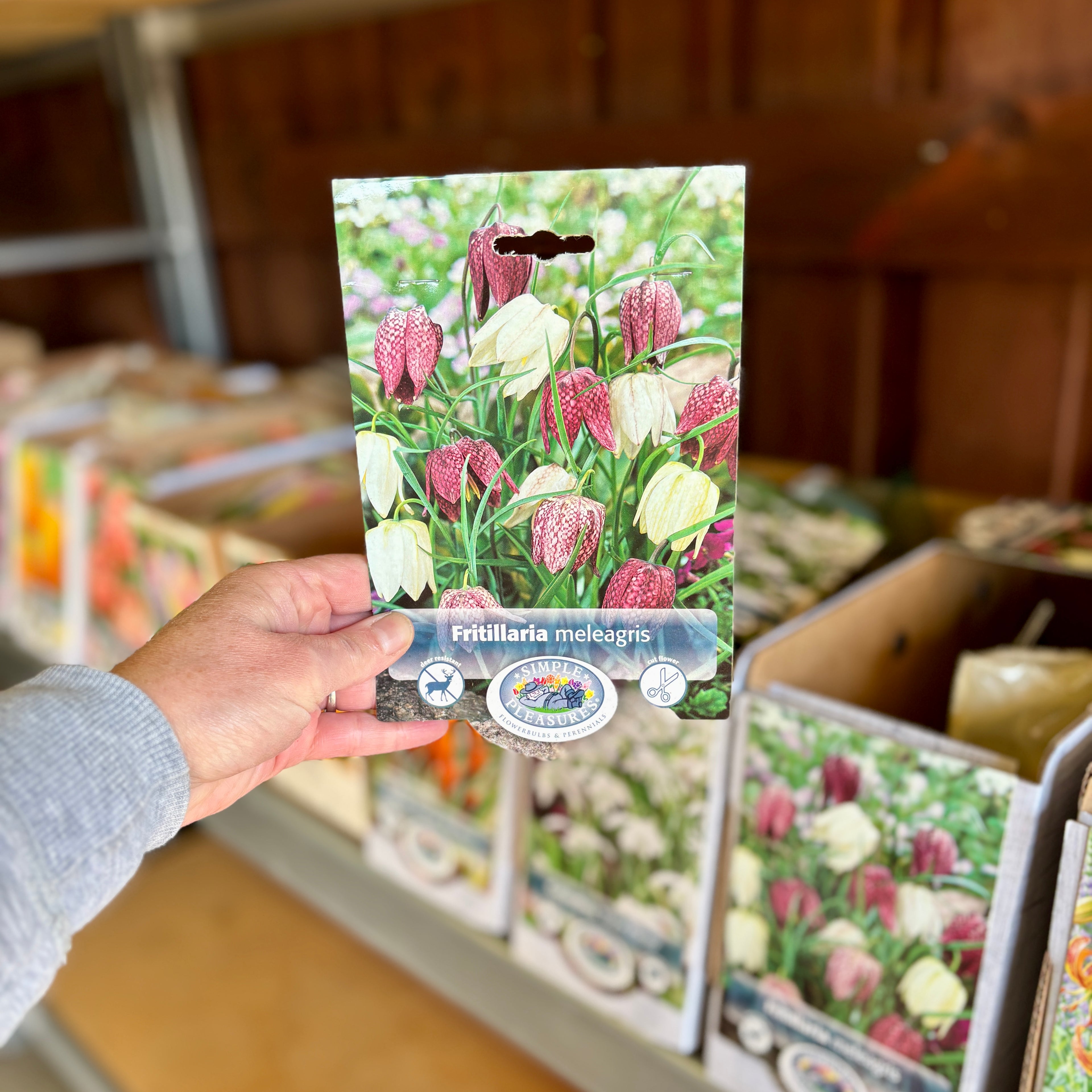 Fritillaria Meleagris 15 Bulbs/Package
