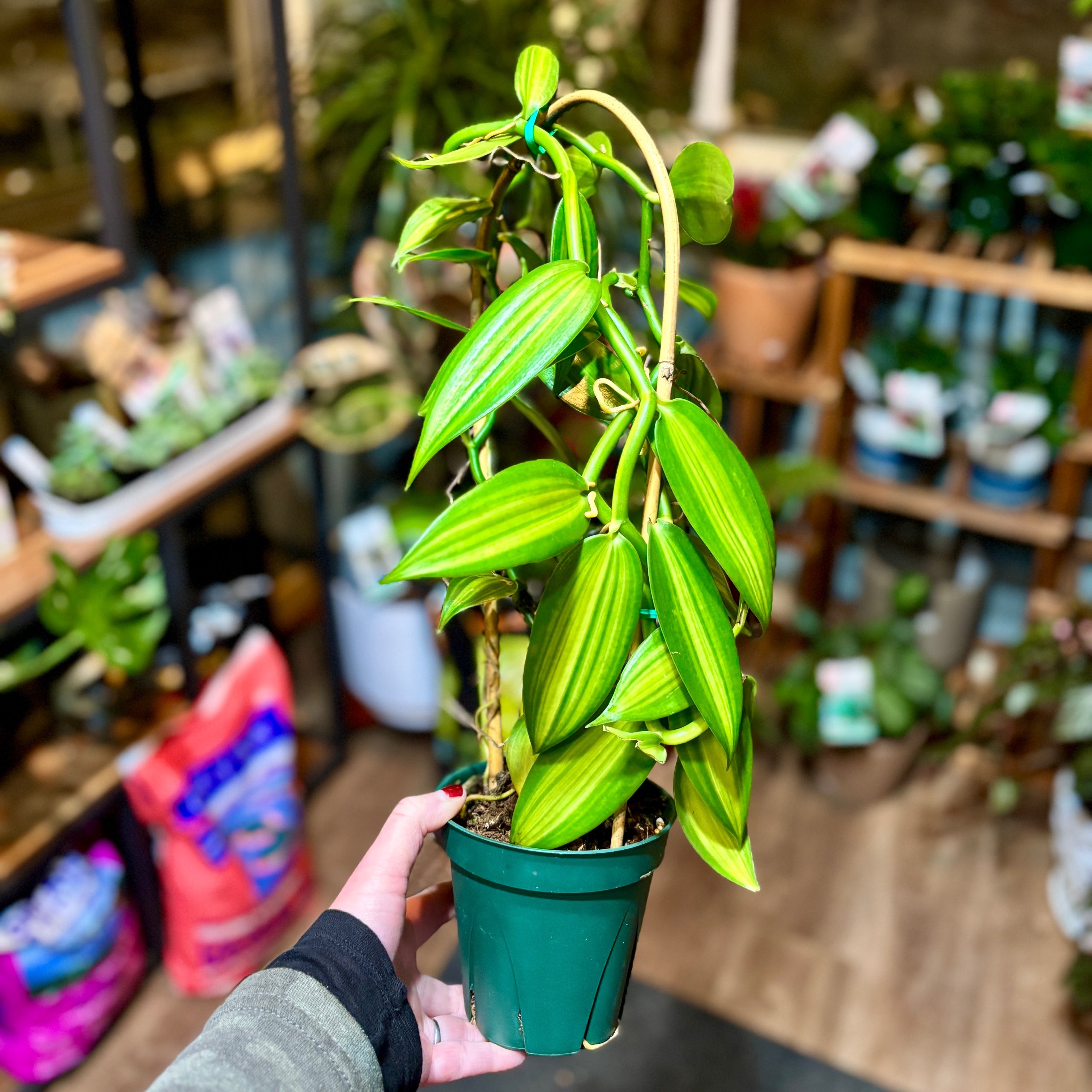 Vanilla Orchid / Vanilla Planifolia 'Variegated' Albo Marginated