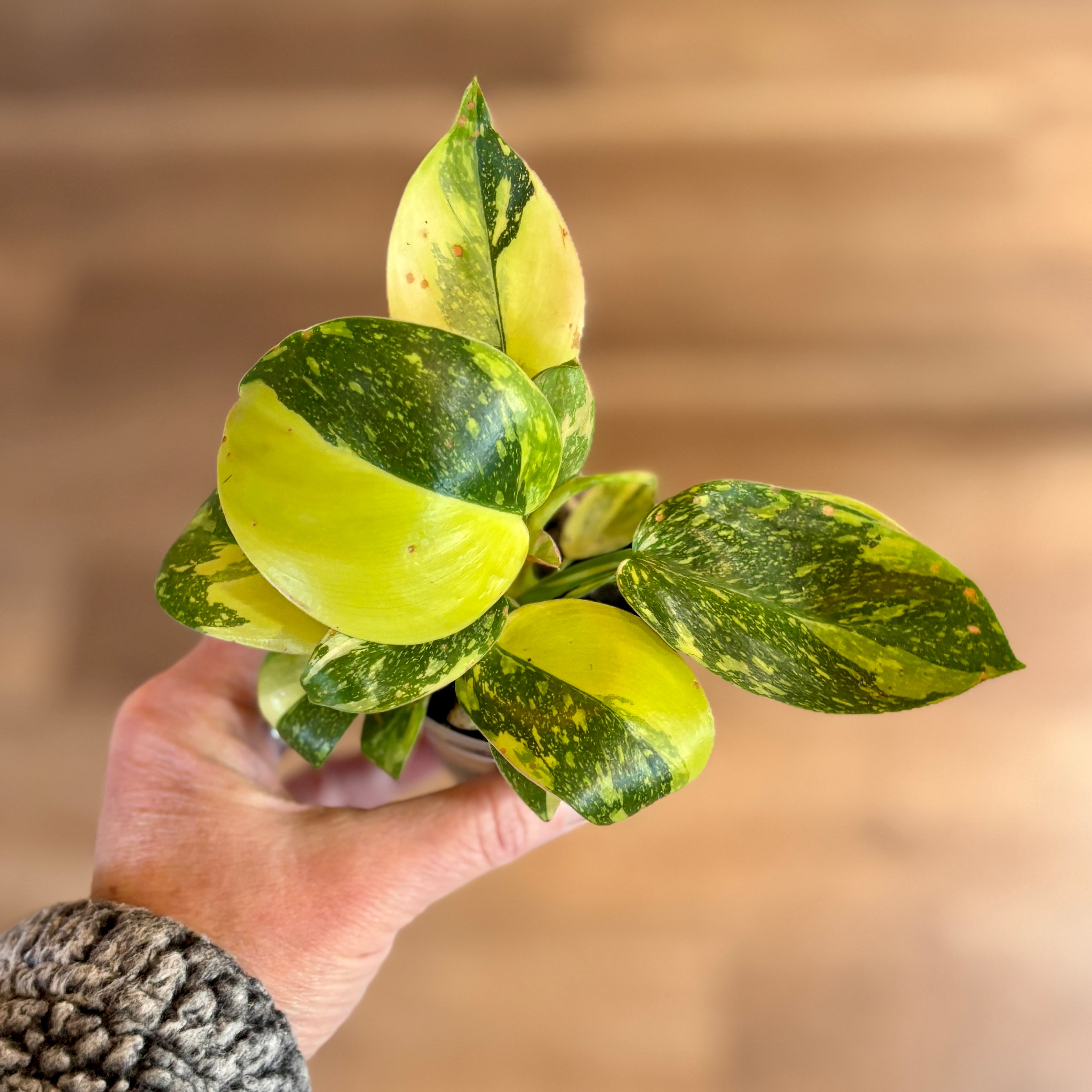 Philodendron Green Congo Marble Nuclear 3"