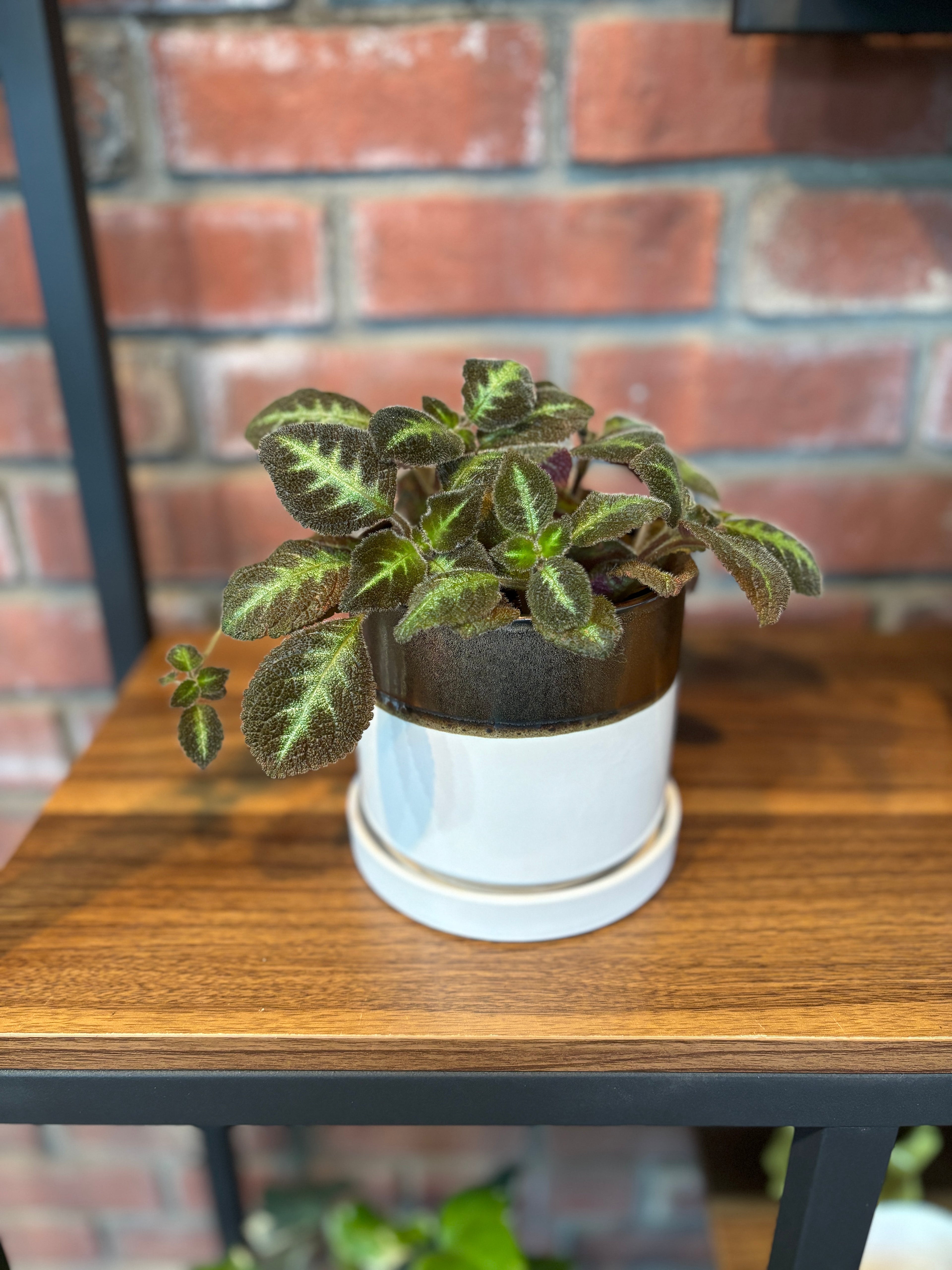 5" Bronze/White Pot With Saucer By Chive