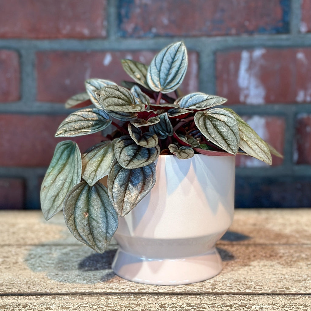 Pasadena Pot Tan 4.25-Inch