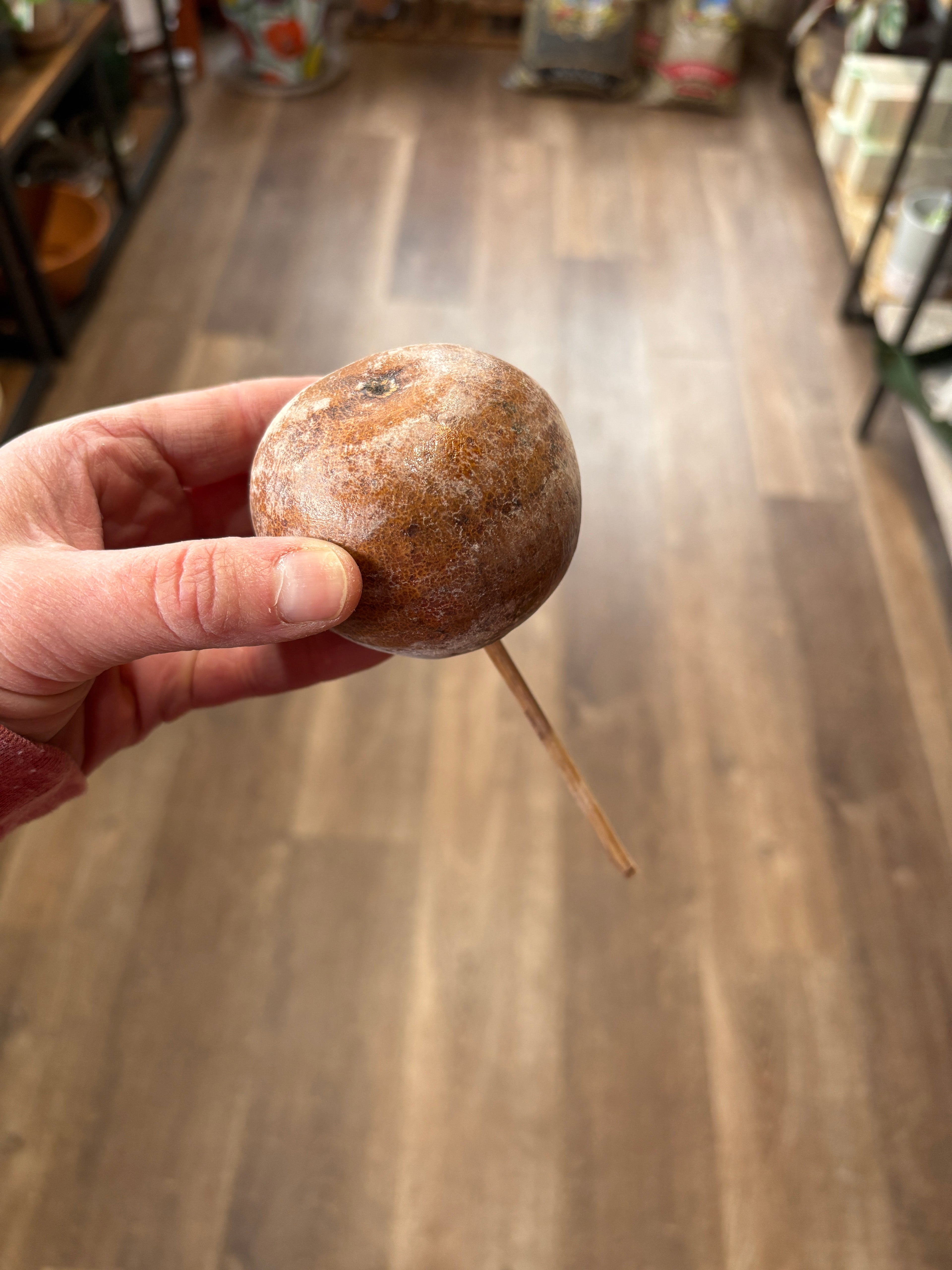 Bellani Ball, Polished W/ Pick - Sold Individually
