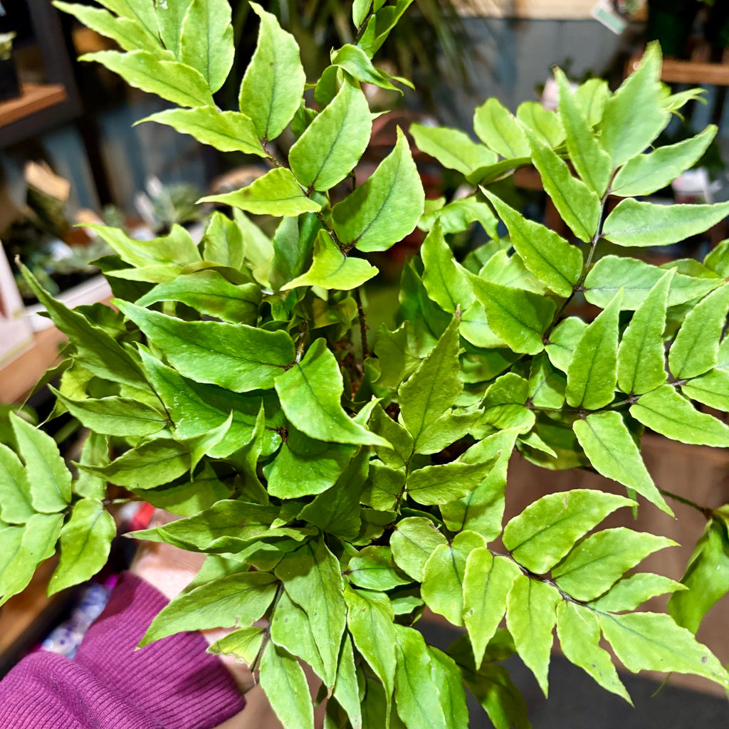 Fern Fortune's Holly