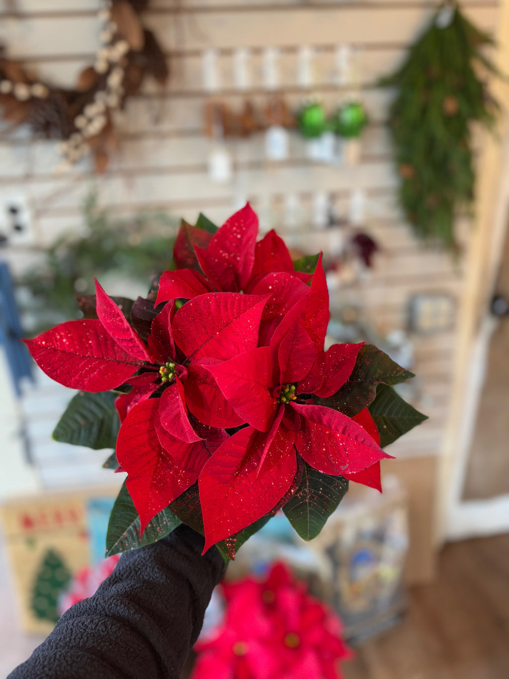 Poinsettia - 6.5" Assorted Poinsettia