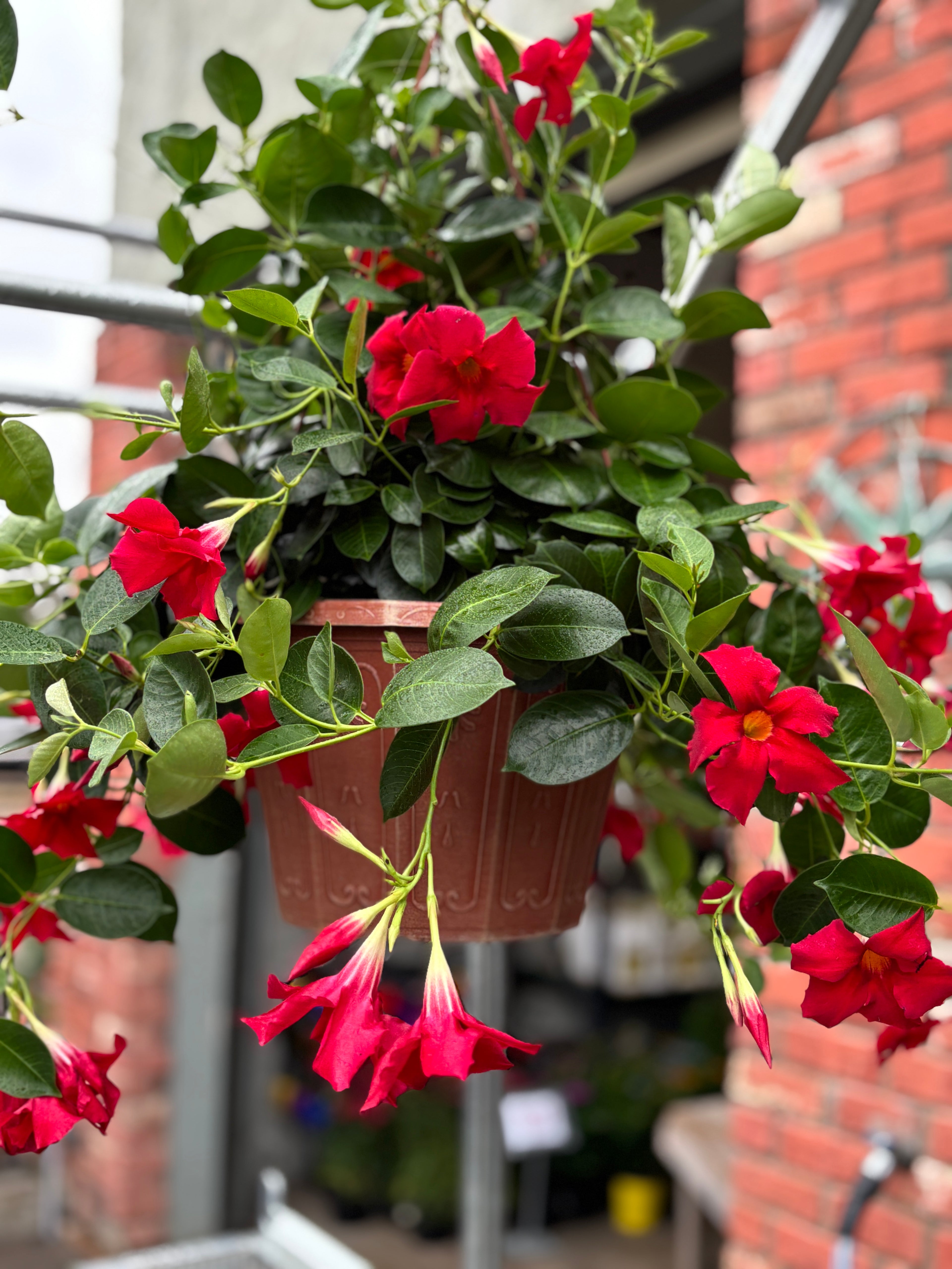 12" Mandevilla Red Hb
