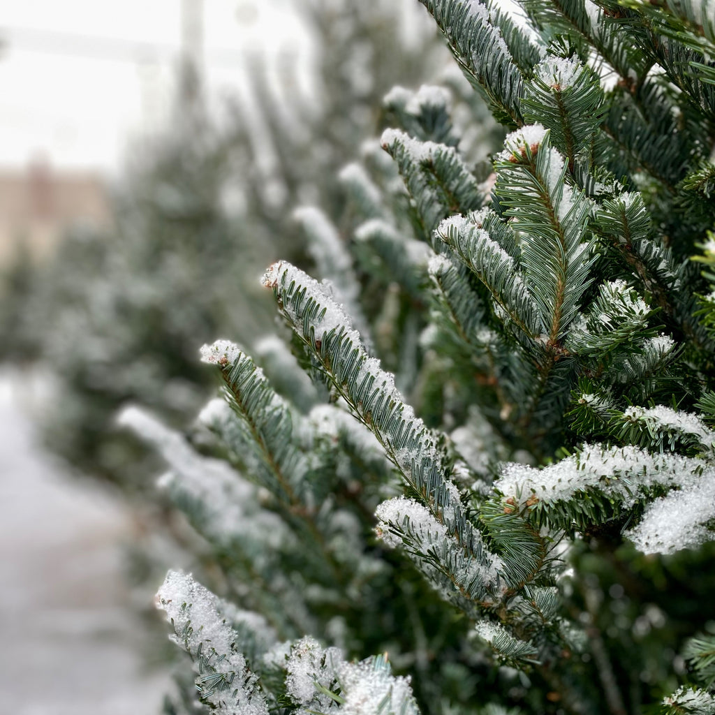 Fraser Fir Christmas Tree - 6-7'