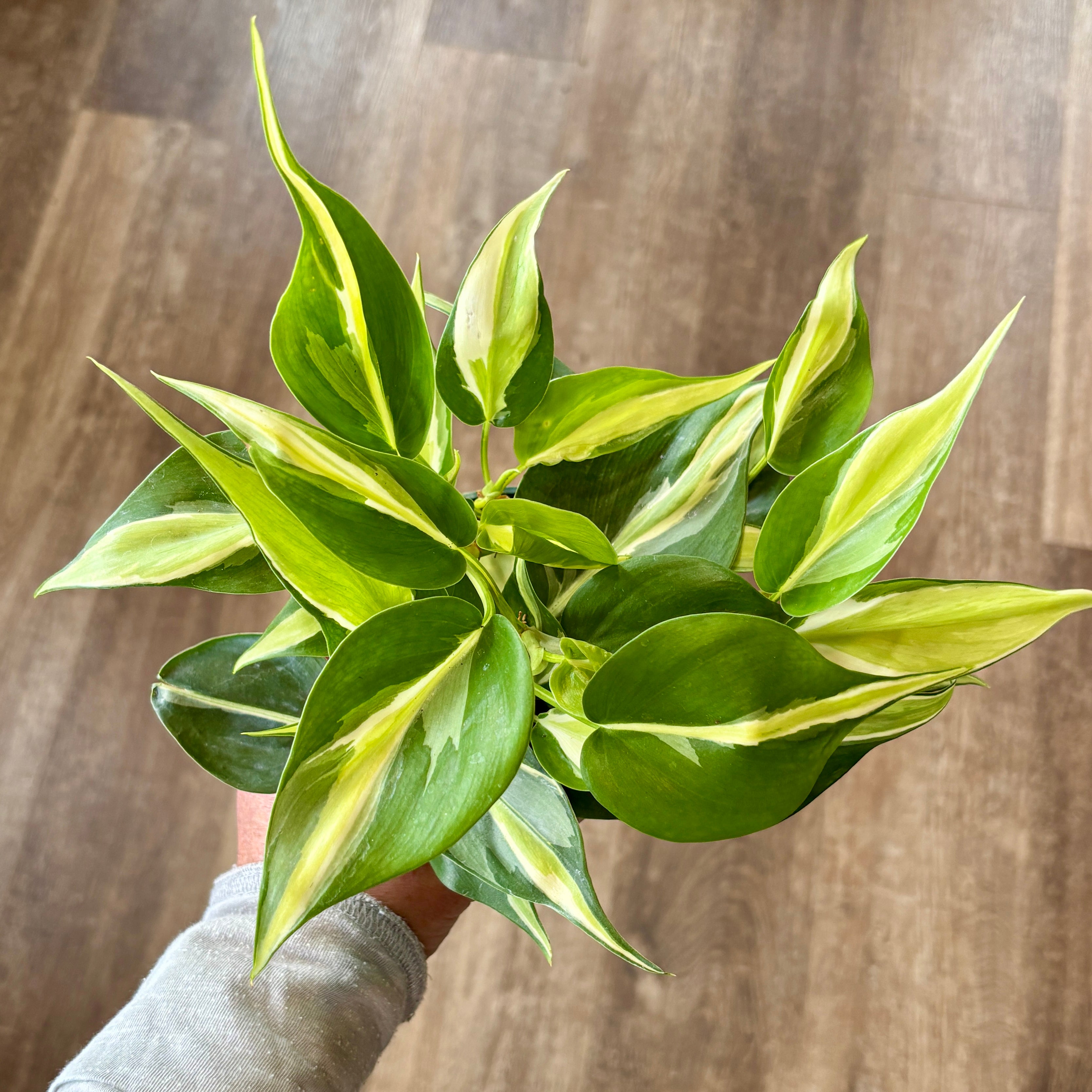 4" Philodendron Silver Stripe