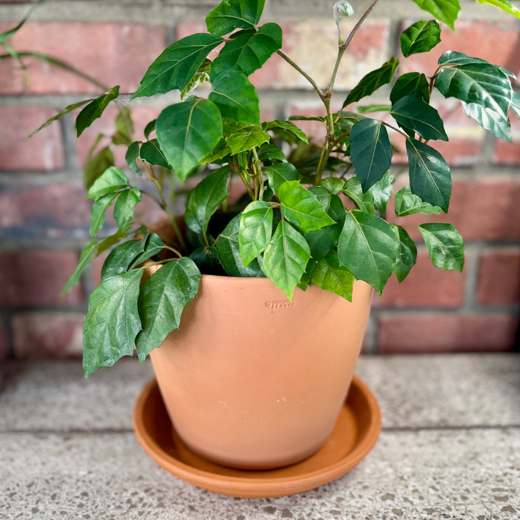 8" Terracotta Saucer
