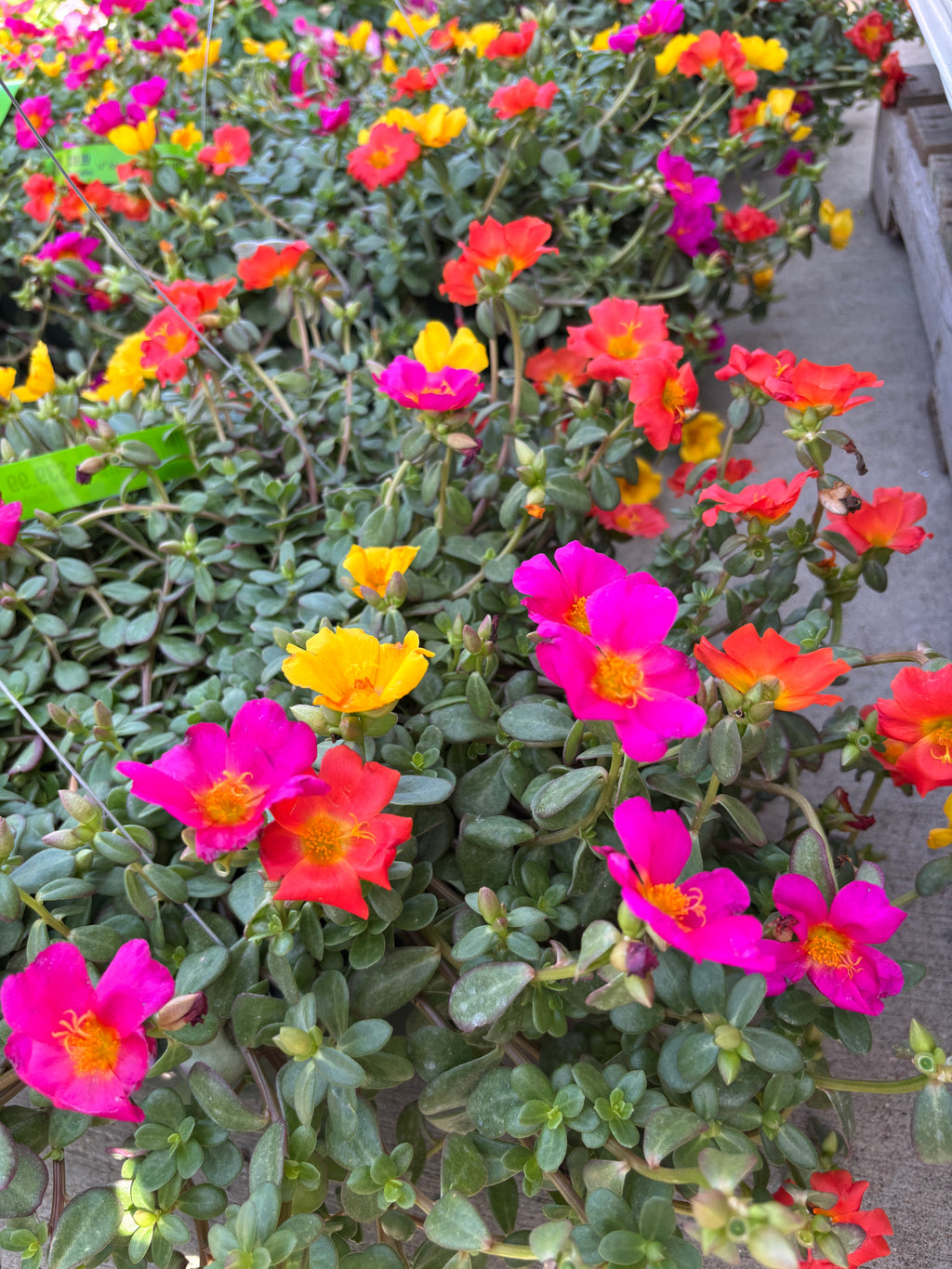 11" Portulaca Hb