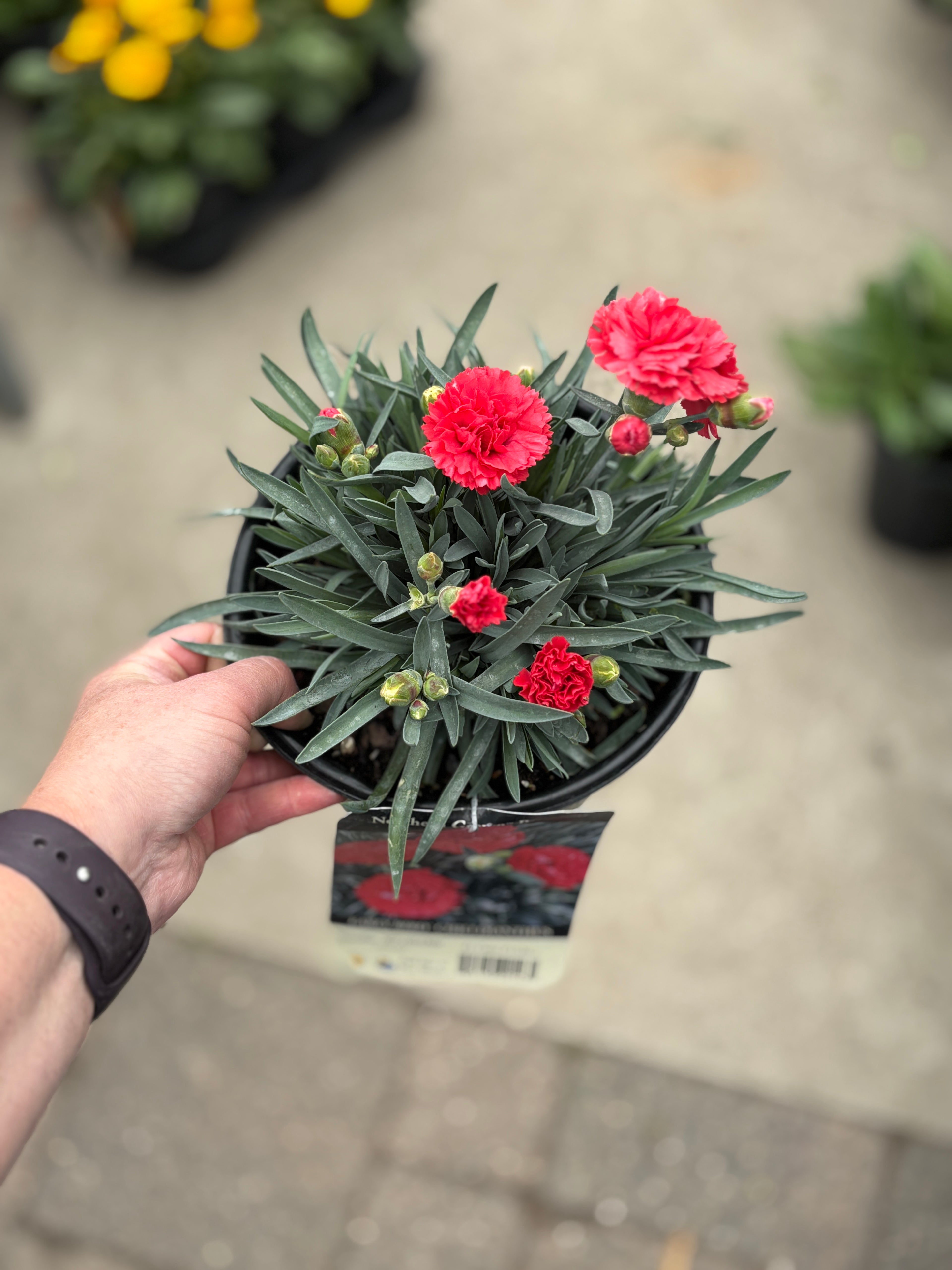 Dianthus Early Bird Chili #1 Gallon