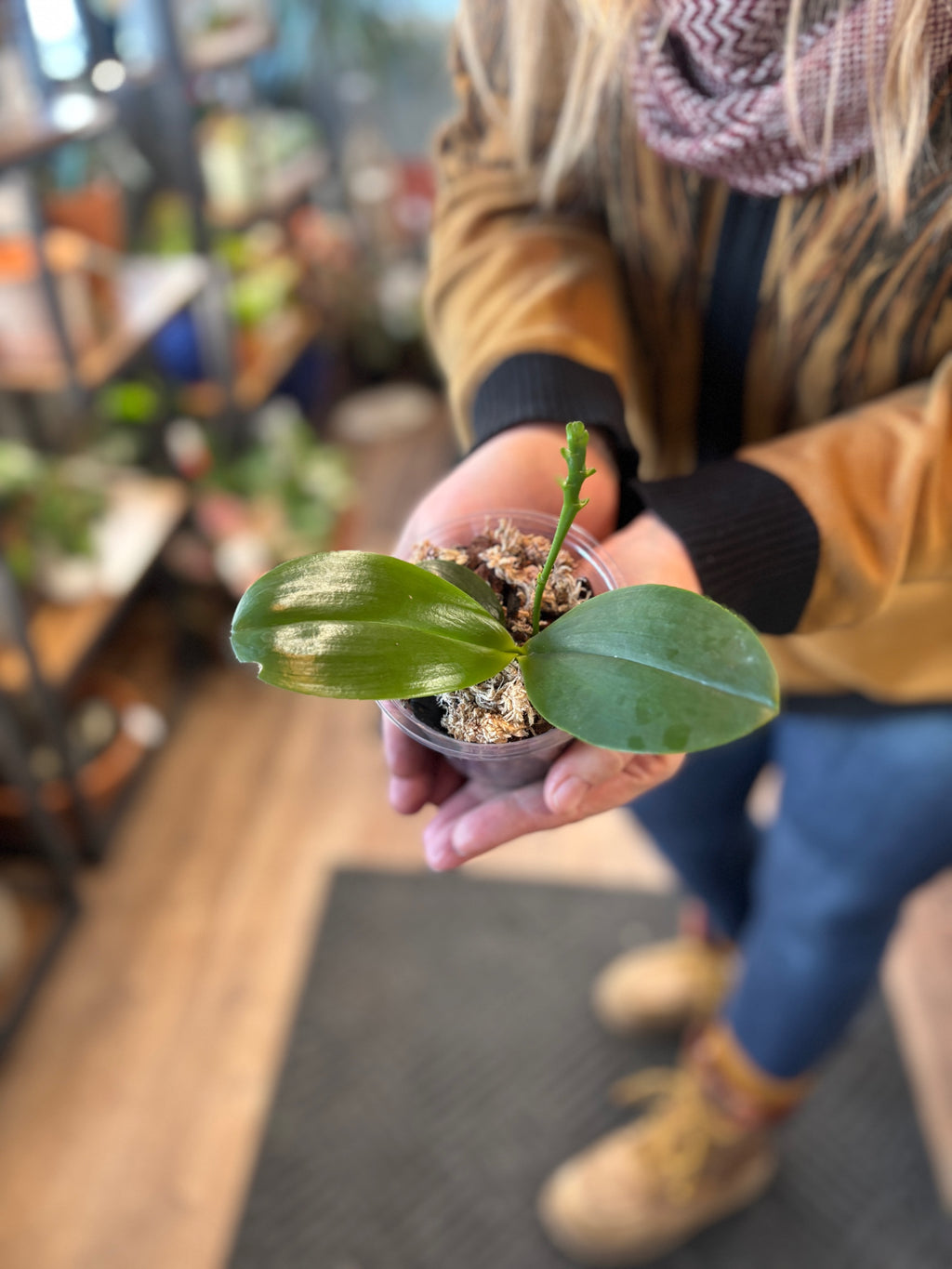 Orchids 101