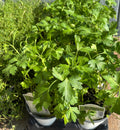 Italian Parsley 4”