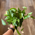 Pothos Cebu Blue - 6"