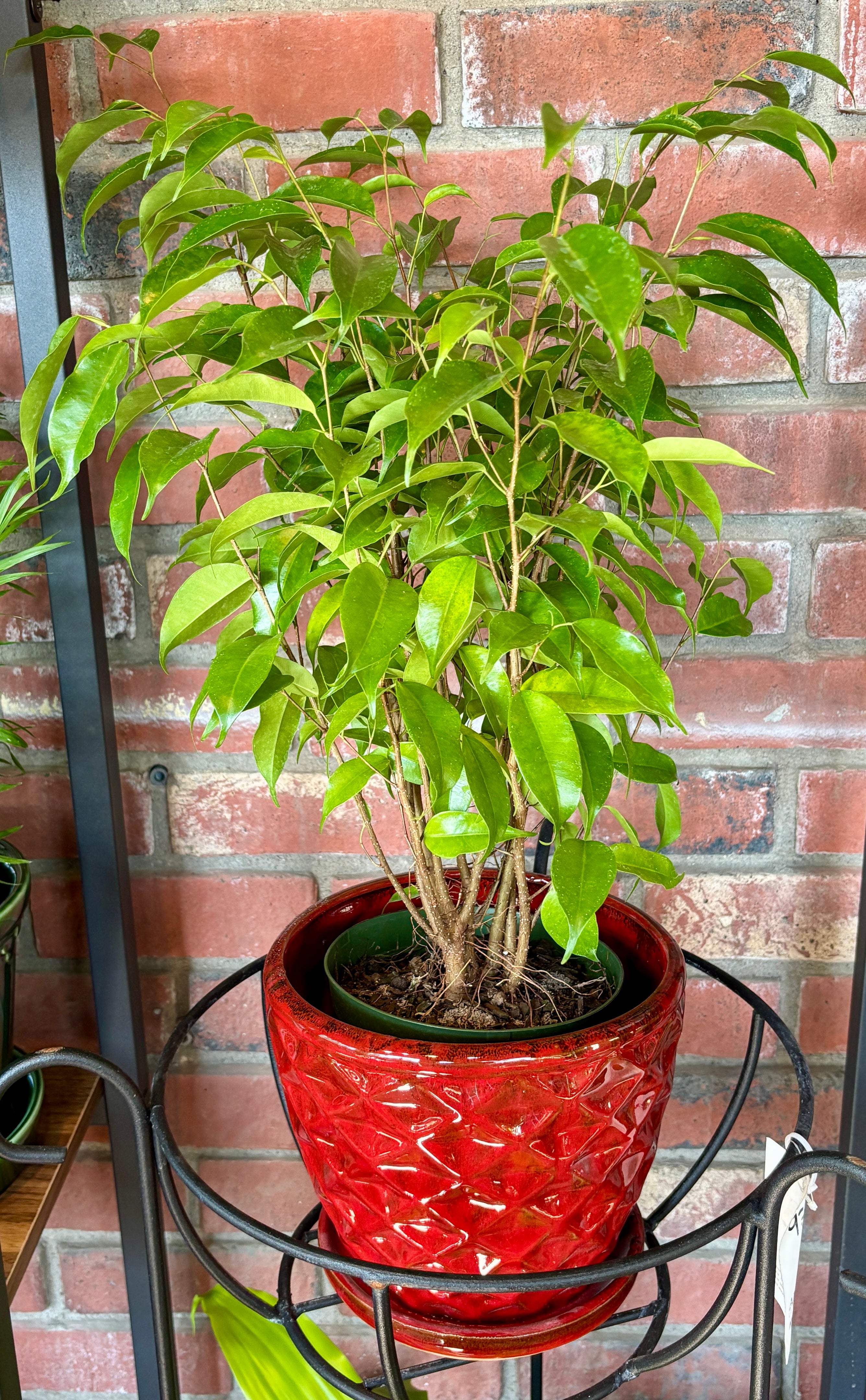 Ficus Benjamina Bush 6"