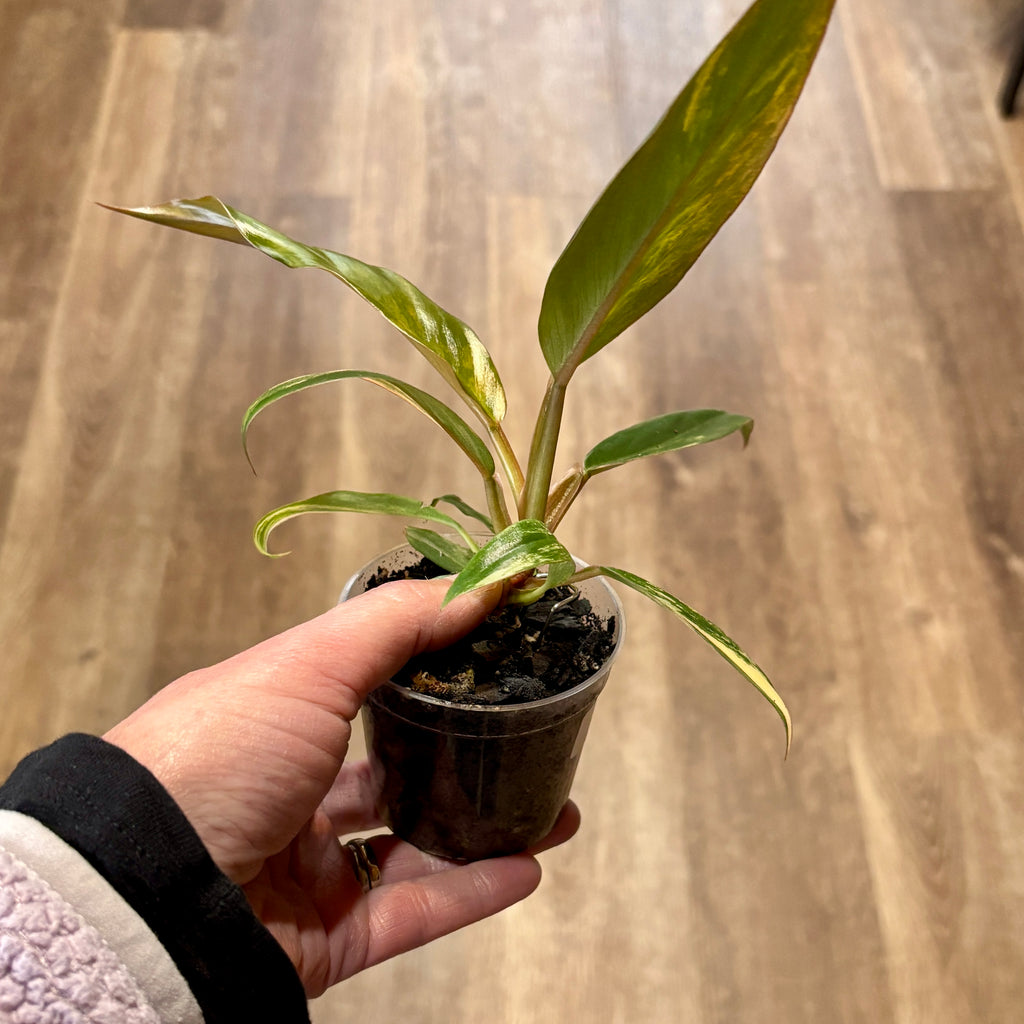 Philodendron 'Caramel Marble Hc' 2.5"