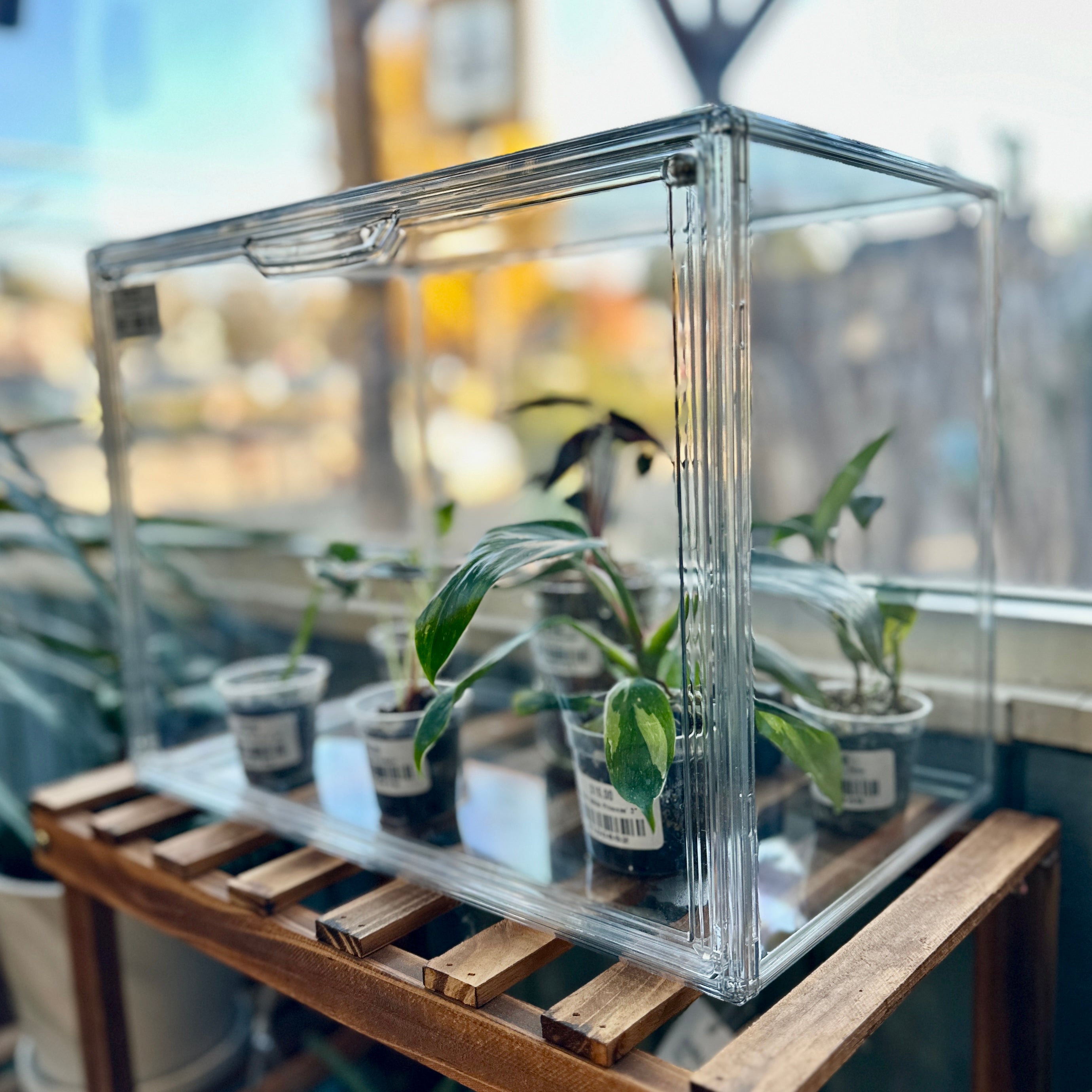 Plant Prop Propagation Box-Acrylic