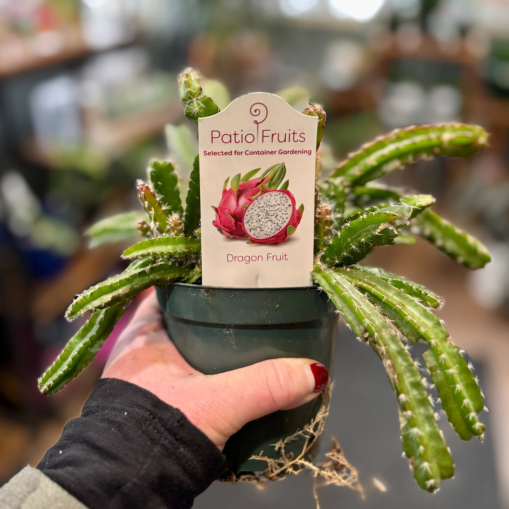 Dragon Fruit Cactus