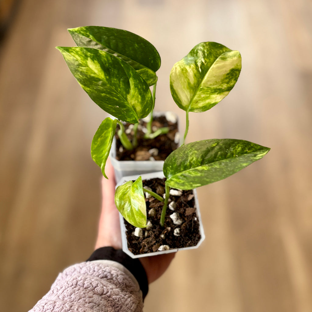 Epipremnum/Pothos Pinnatum Neon 'Kujang's Flame' 4" Rooted Cutting