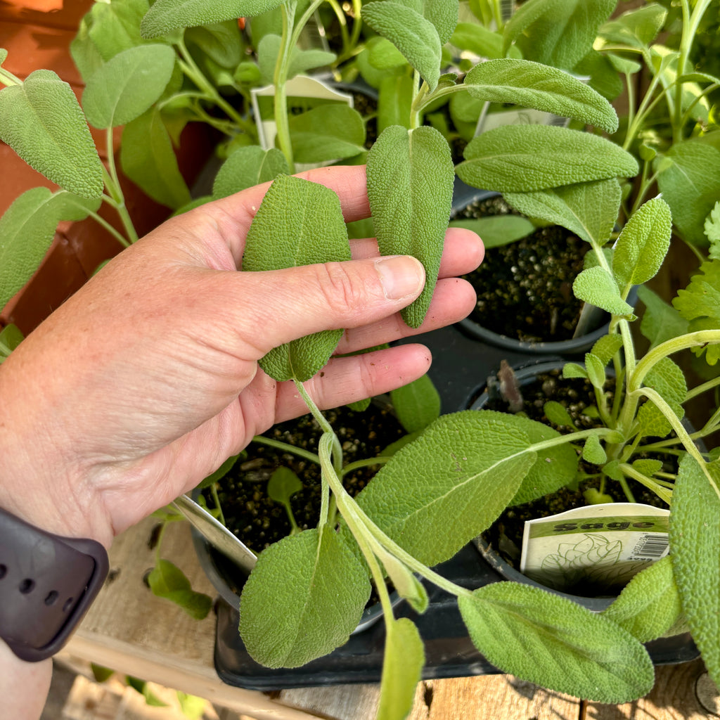 Sage 4" Pot