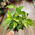 Pothos Yellow Sunrise 6" Pot
