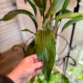 Aspidistra Elatior/Cast Iron Plant 6"
