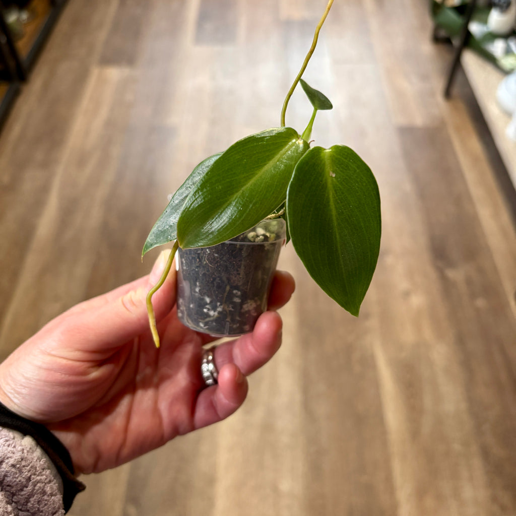 Philodendron 'spiritus Sancti' 2"