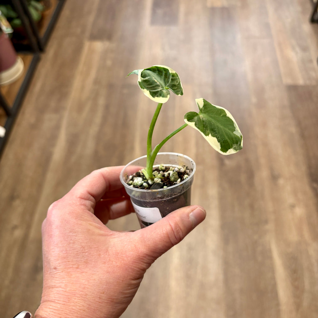 Alocasia 'Mickey Mouse'